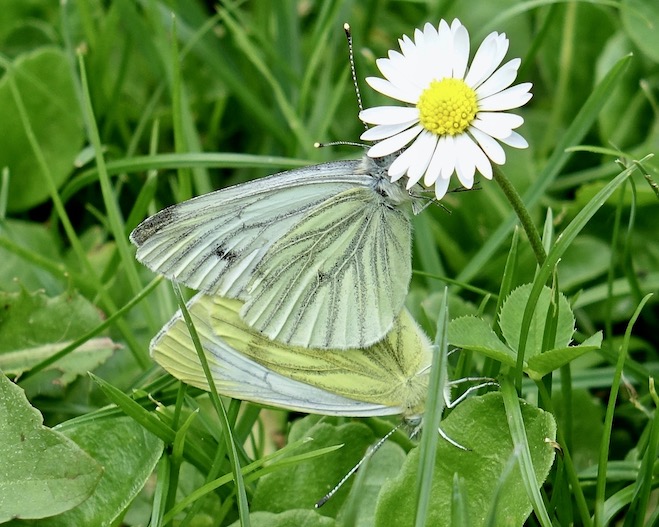 green-veined white